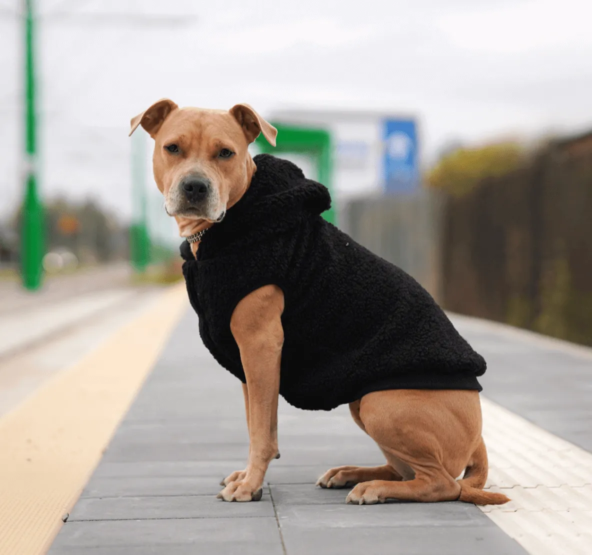 Teddy Sherpa Dog Jackets